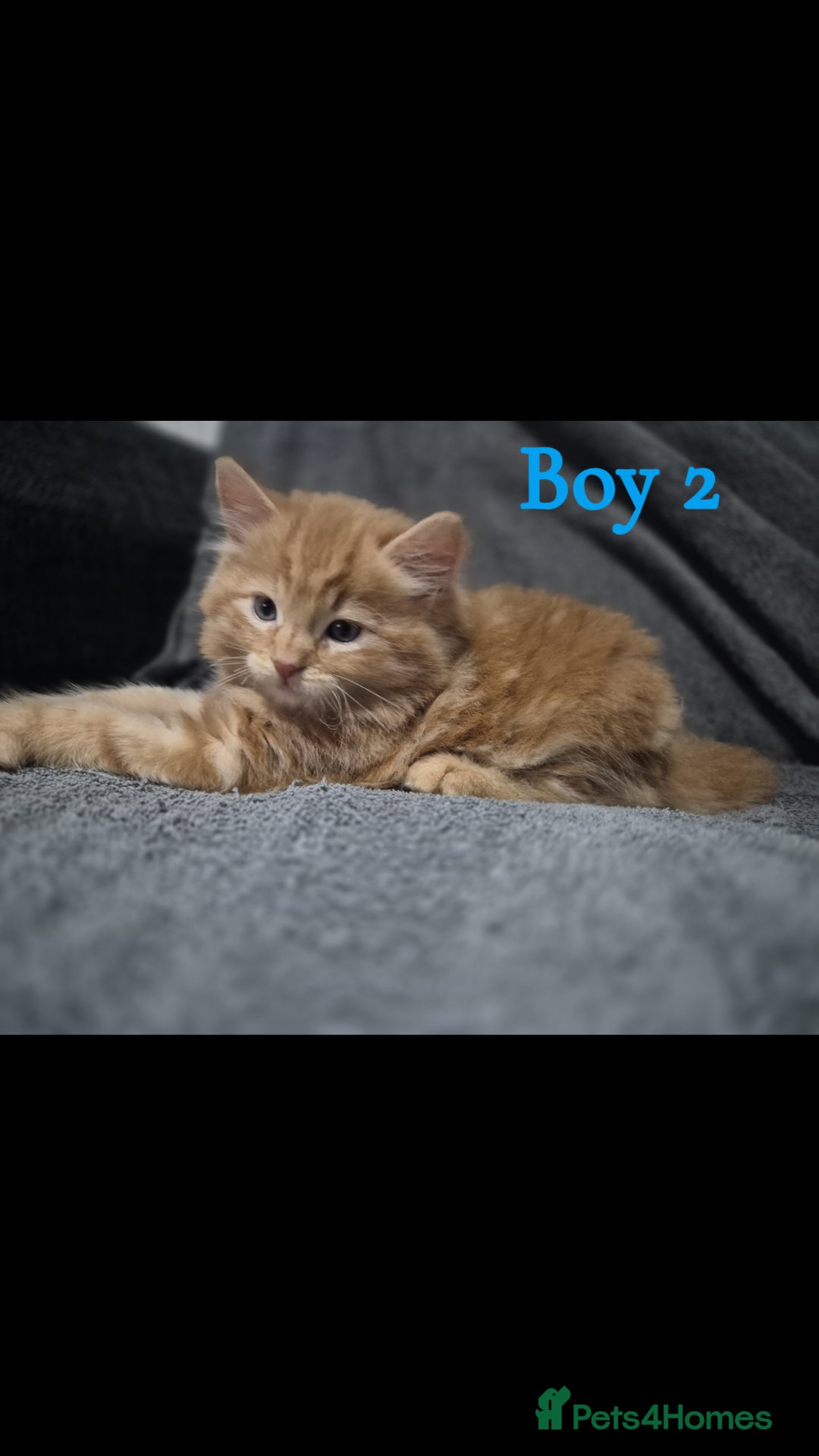 British Longhair cats for sale: Long haired kittens - Image 12