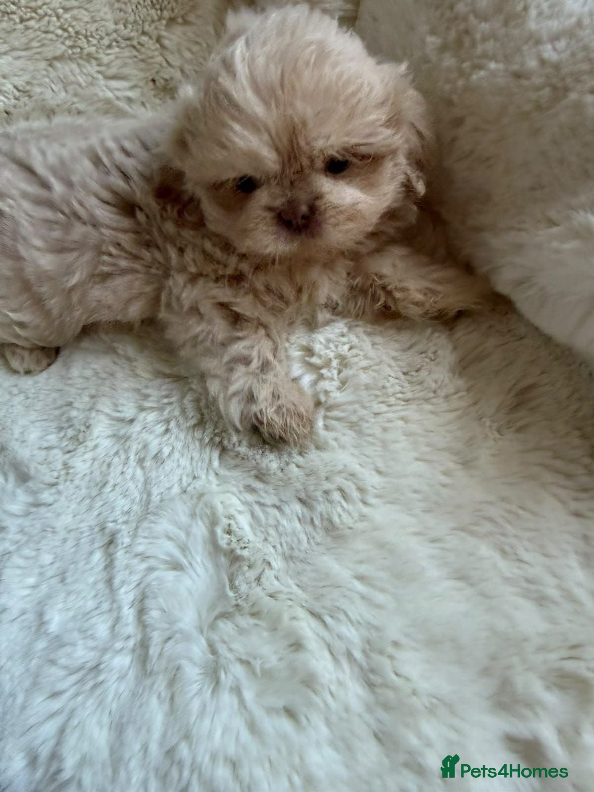 Shih Tzu dogs Stunning shih Tzu pups 3 boys  - Advert 2