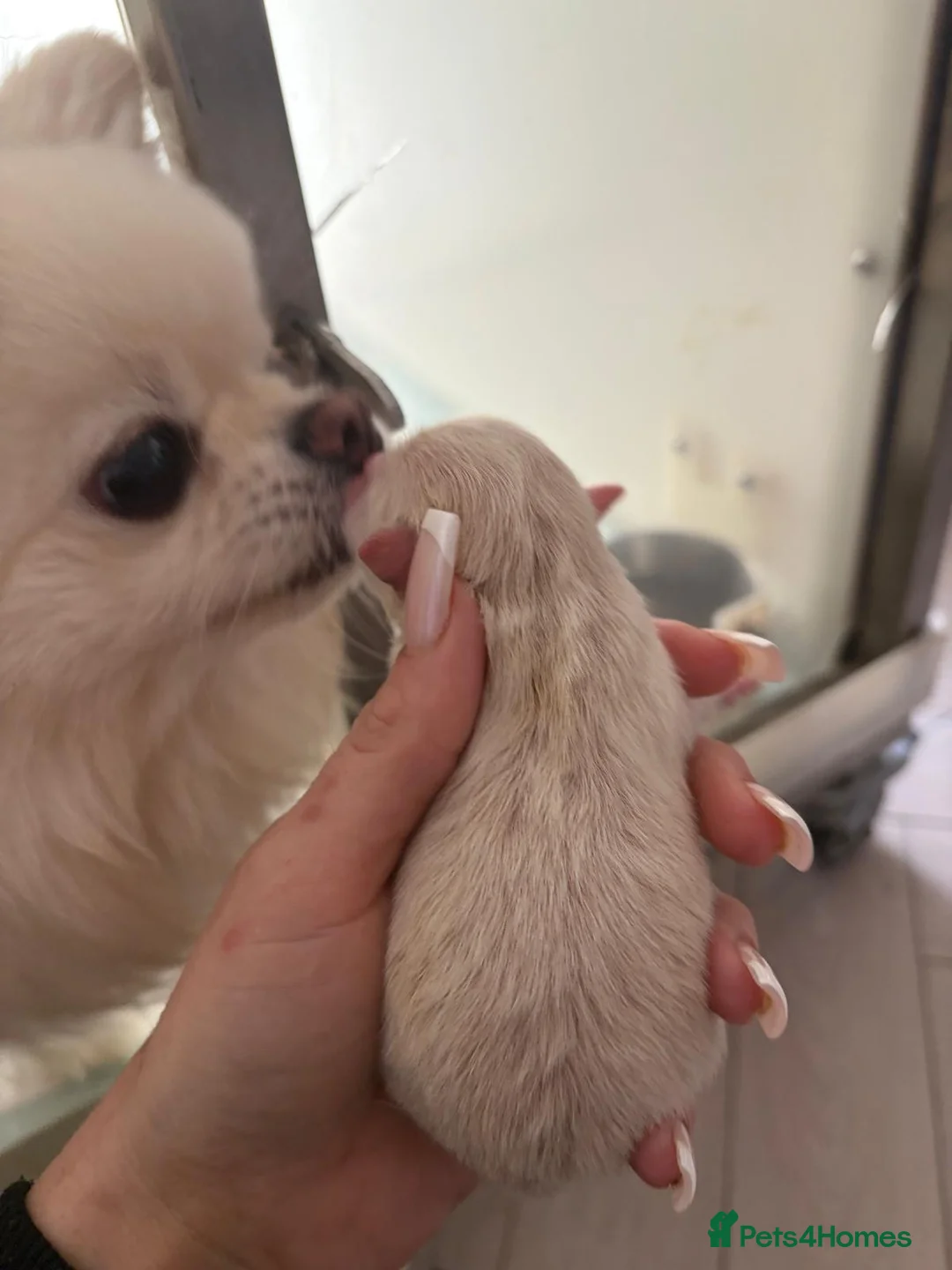 Pomeranian dogs for sale: 5 beautiful pomeranian puppy’s 💖💙 in Royston - Advert 1