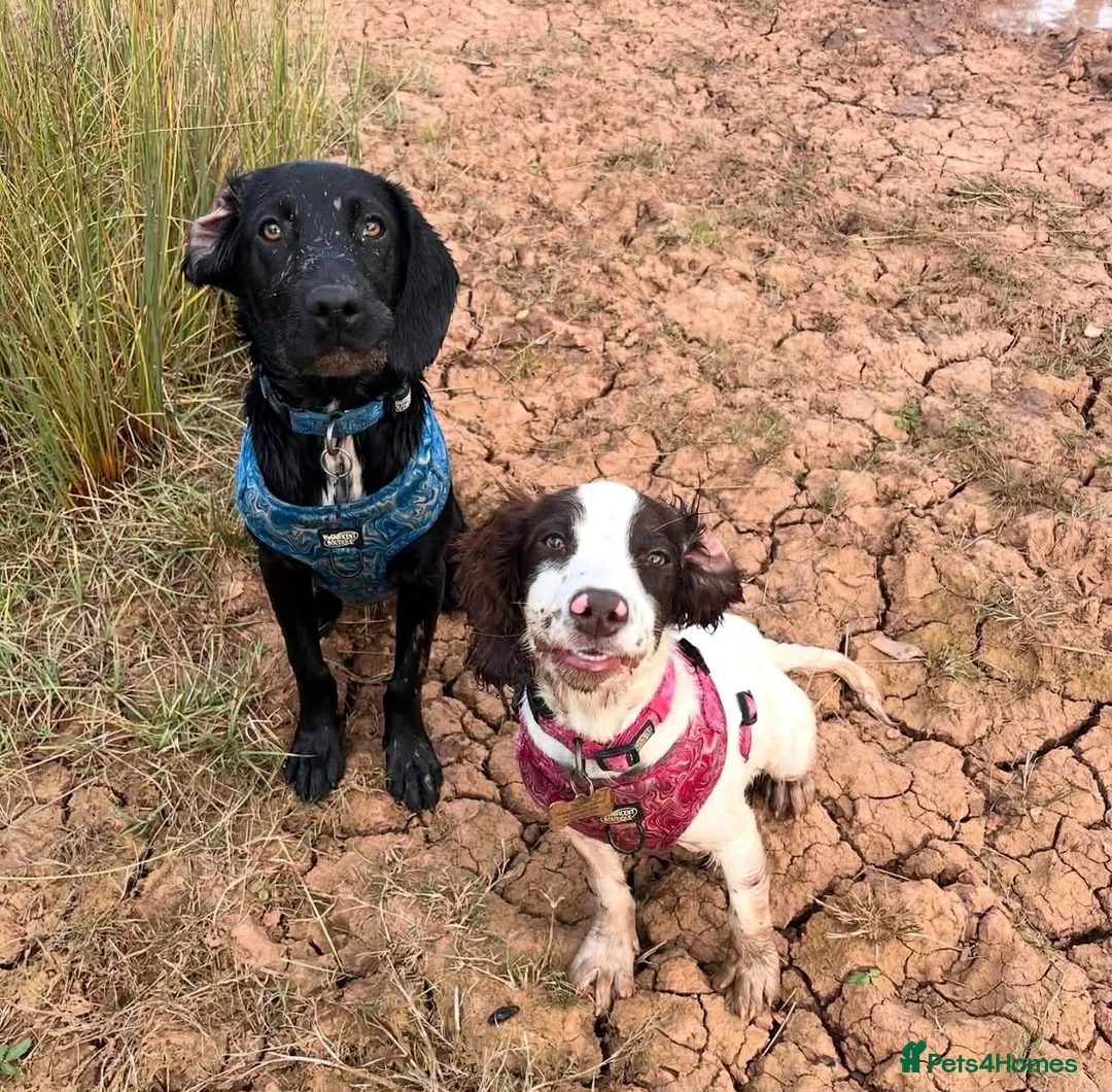 Springador dogs for sale: Beautiful Springador Puppies – 4 Weeks Old  - Advert 9