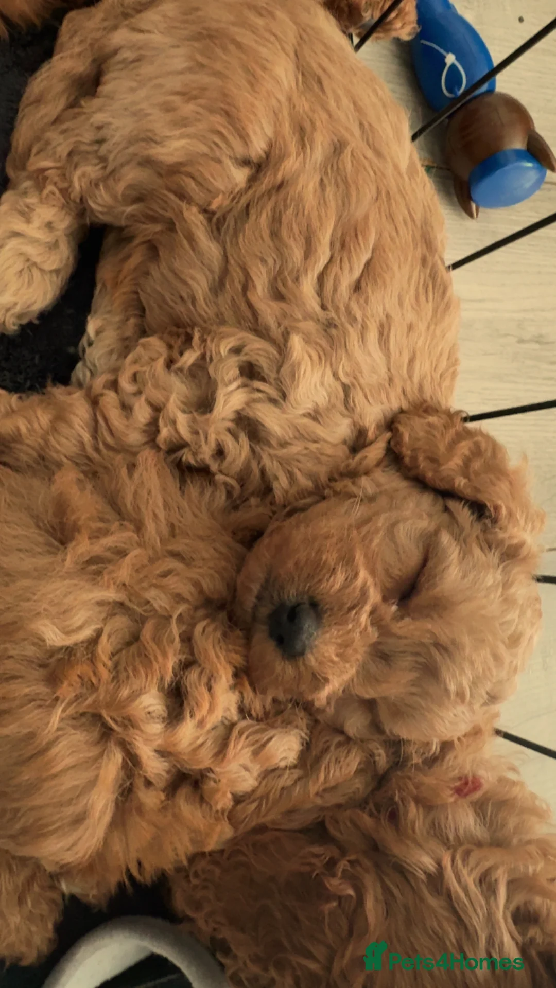 Cavapoo dogs for sale: 3 Beautiful Cavapoo Puppies for sale  - Advert 2