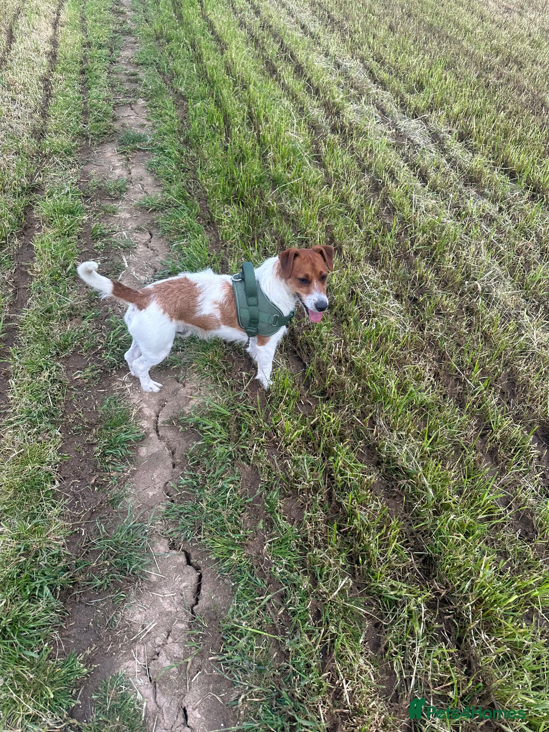 Jack Russell dogs for sale: Jack Russell  - Image 8