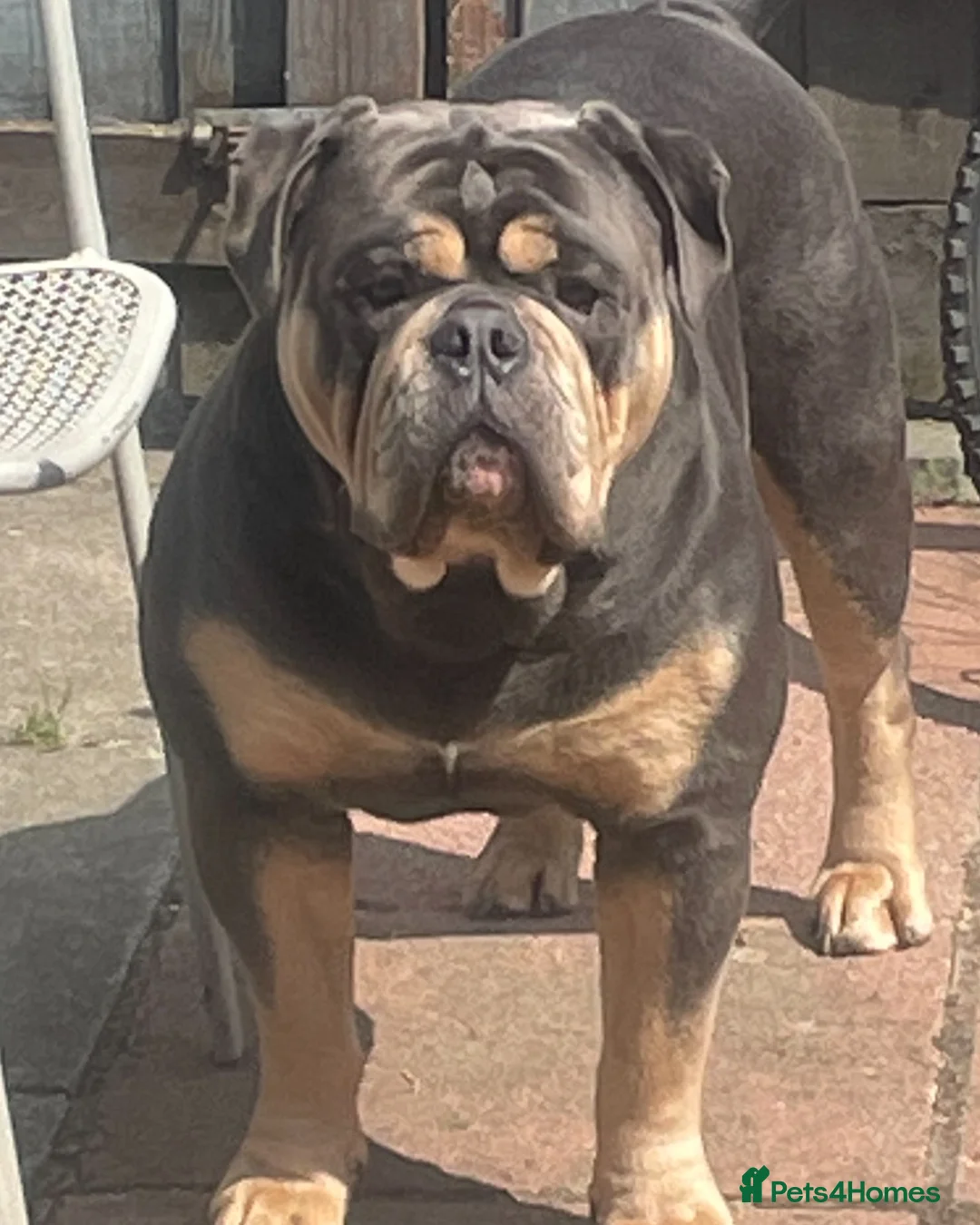 Olde English Bulldogge dogs for stud: Proven fluffy gene carrier health tested  - Advert 4