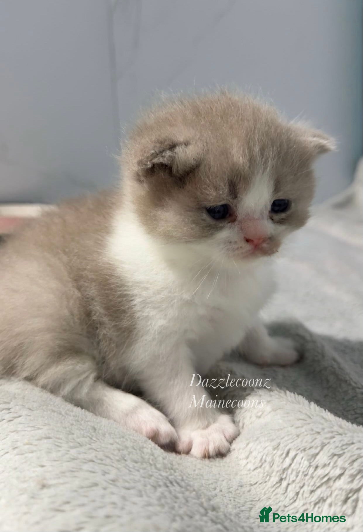 British Shorthair cats Chunky registered BSH kittens 🧸  - Advert 9