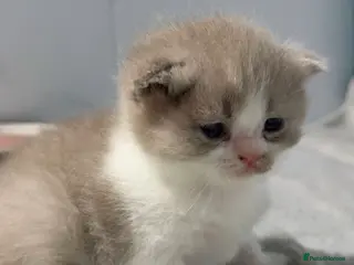 British Shorthair cats Chunky registered BSH kittens 🧸 - Advert 9