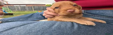 Cocker Spaniel 1
