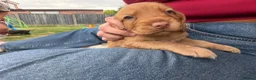 Cocker Spaniel dogs for sale: 3 boy Cocker Spaniels in Wigan - Advert 6