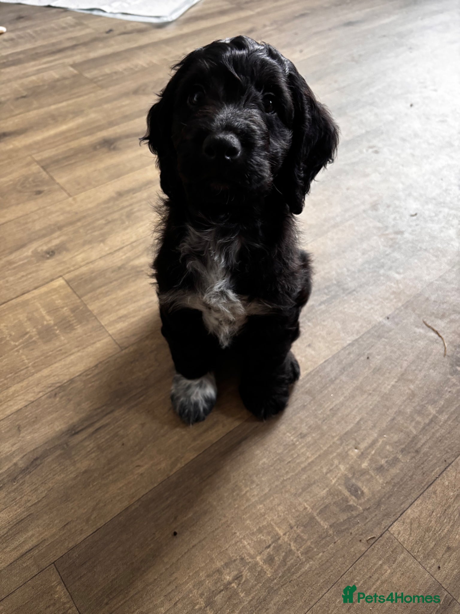 Cockapoo dogs F2 Cockapoo Pup - last boy left  - Advert 7