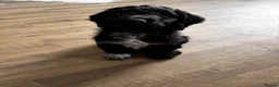 Cockapoo dogs for sale: F2 Cockapoo Pup - last boy left  - Advert 1