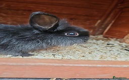 Lionhead rabbits for sale: Lion heads in Wigan - Image 23