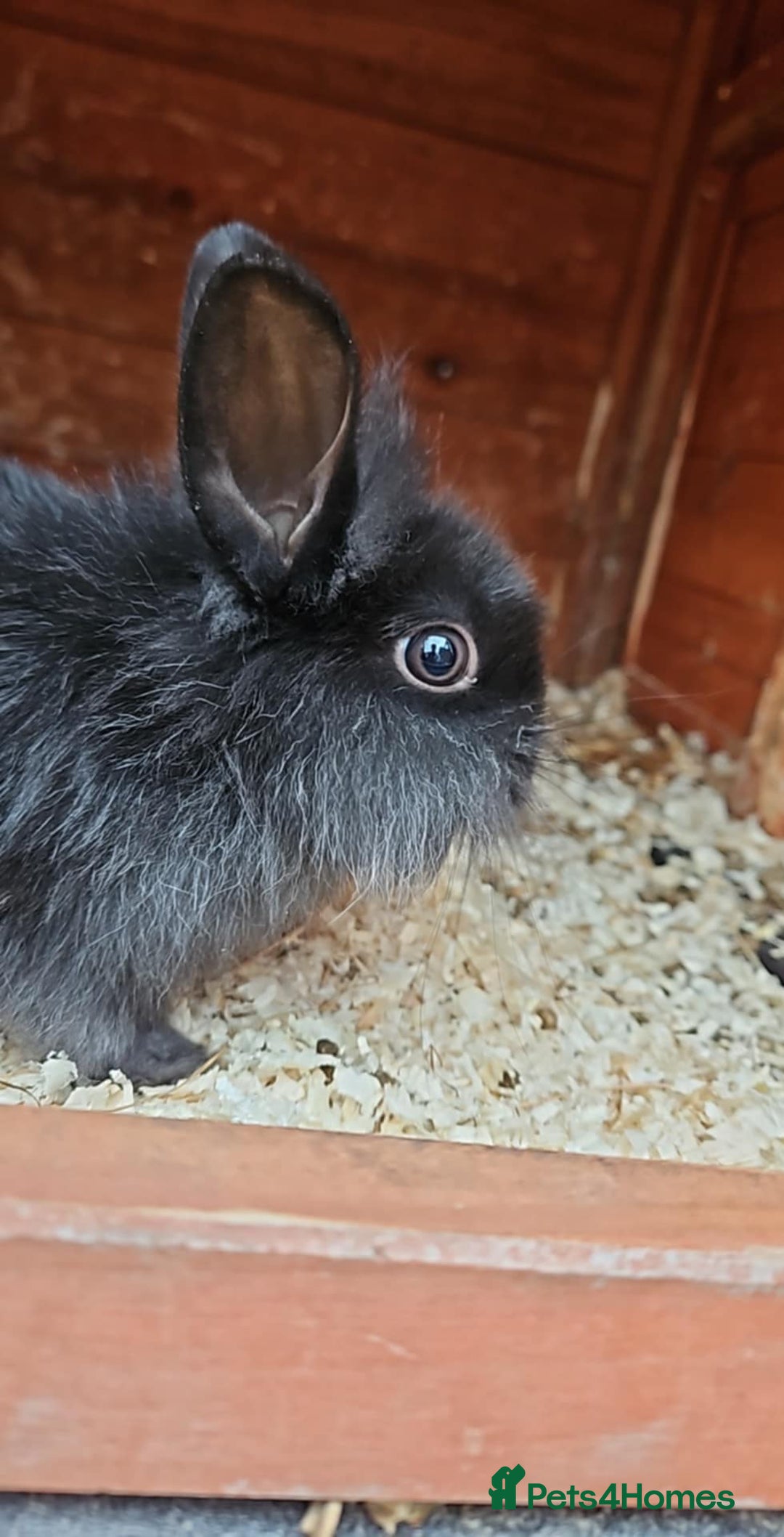 Lionhead rabbits for sale: Lion heads in Wigan - Image 23