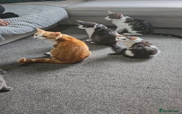 Mixed Breed cats for sale: Cats and Kittens Free - Image 6