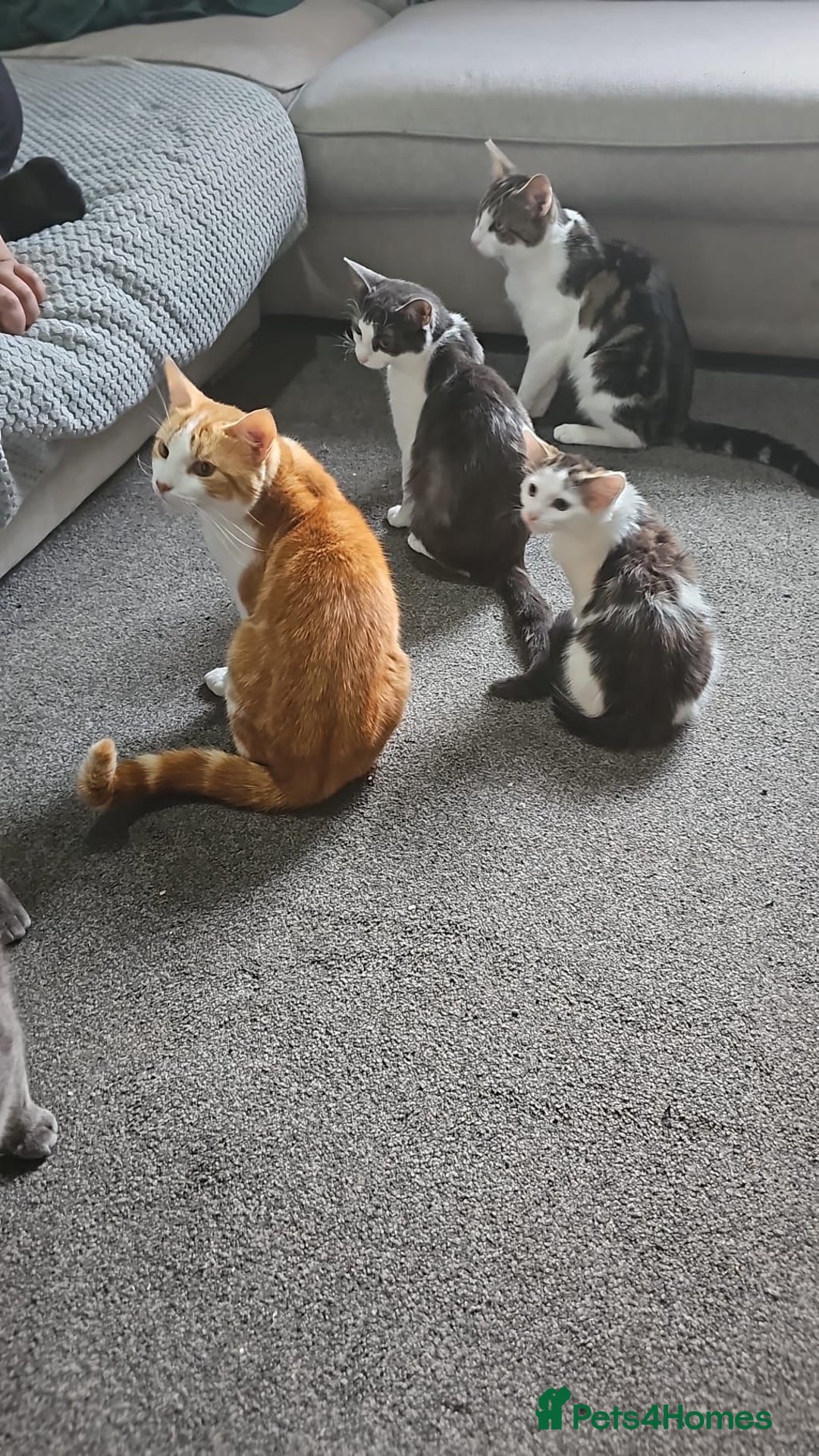 Mixed Breed cats for sale: Cats and Kittens Free - Image 6