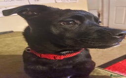 Mixed Breed dogs for sale: Shadow - Image 3