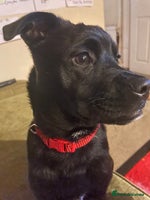 Mixed Breed dogs - Advert 10