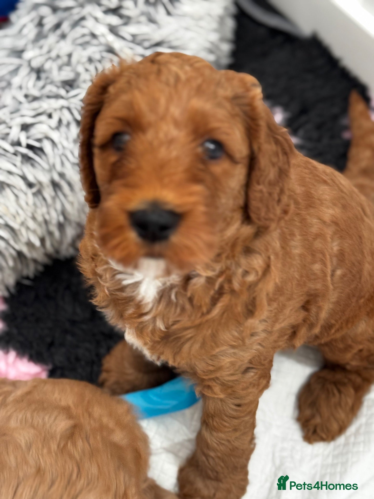 Double Doodle dogs Teddy Bear Double Doodle Puppies – Boy & Girl - Advert 2
