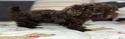 Toy Poodle dogs for sale: Toy poodle puppies READY NOW! - Advert 22