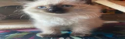 Ragdoll cats for sale: Adorable Ragdolls  - Advert 16