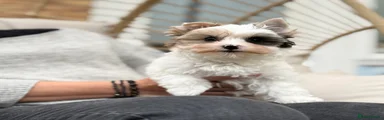 Dottie