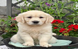 Golden Retriever dogs for sale: 4 left gorgeous kc reg golden retriever puppies  - Image 8