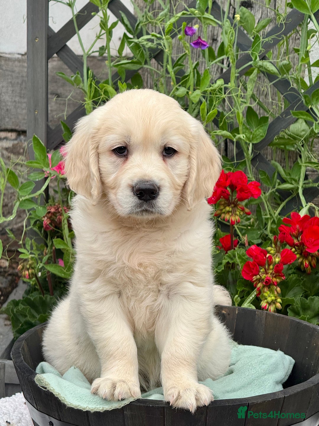 Golden Retriever dogs for sale: 4 left gorgeous kc reg golden retriever puppies  - Image 8