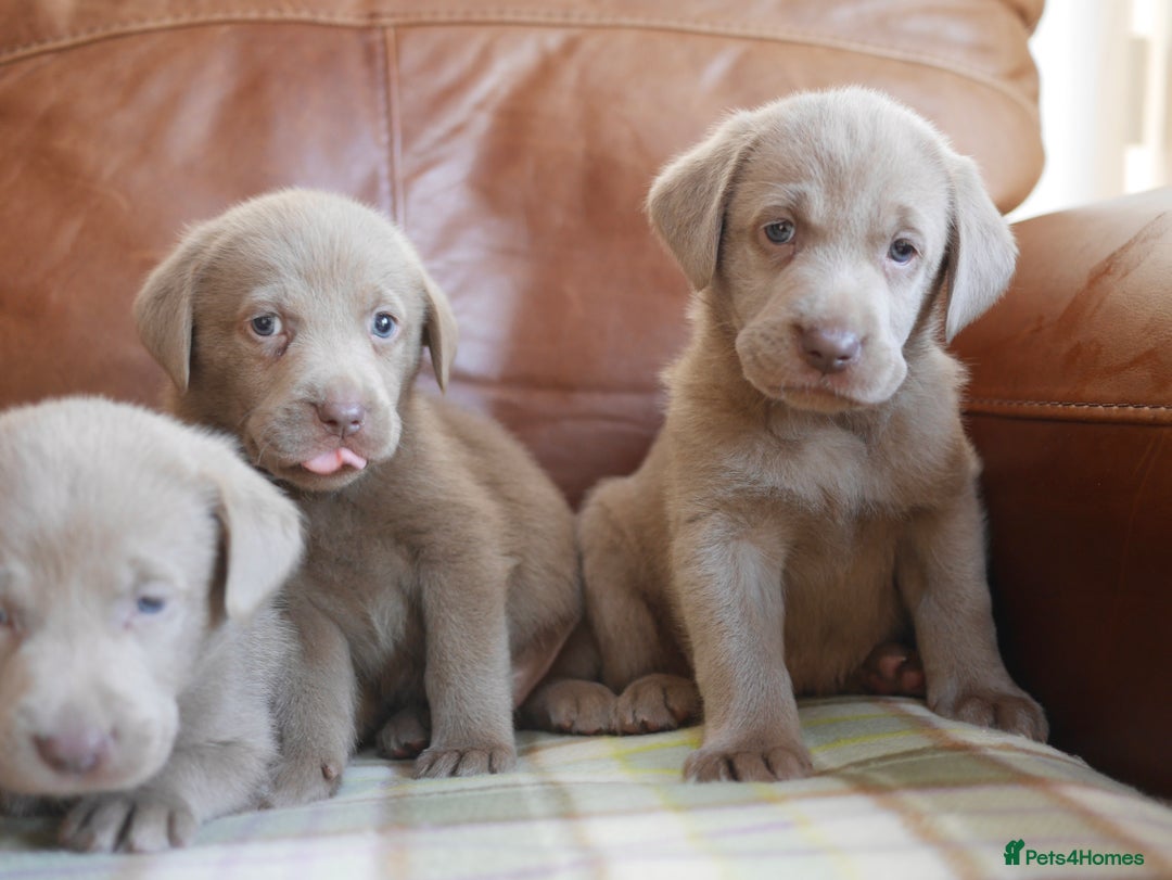 Labrador Retriever dogs for sale: Quality Health Tested Silver Labrador Puppies - Advert 15