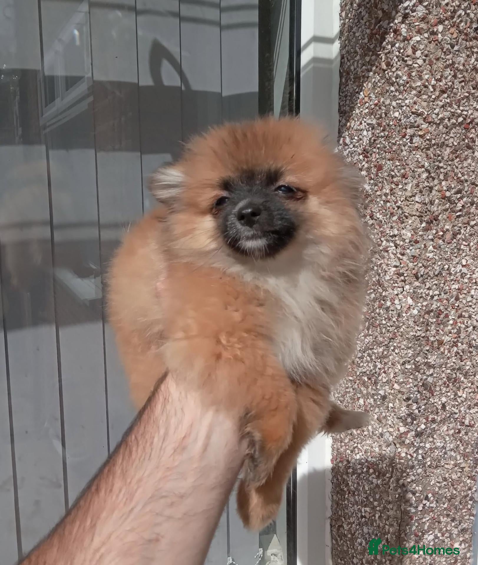 Pomeranian dogs Pomeranian puppies  - Advert 2
