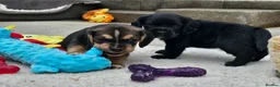 Bocker dogs for sale: Beautiful Bocker Pups - Ready 14.09.26 in Thirsk - Advert 9