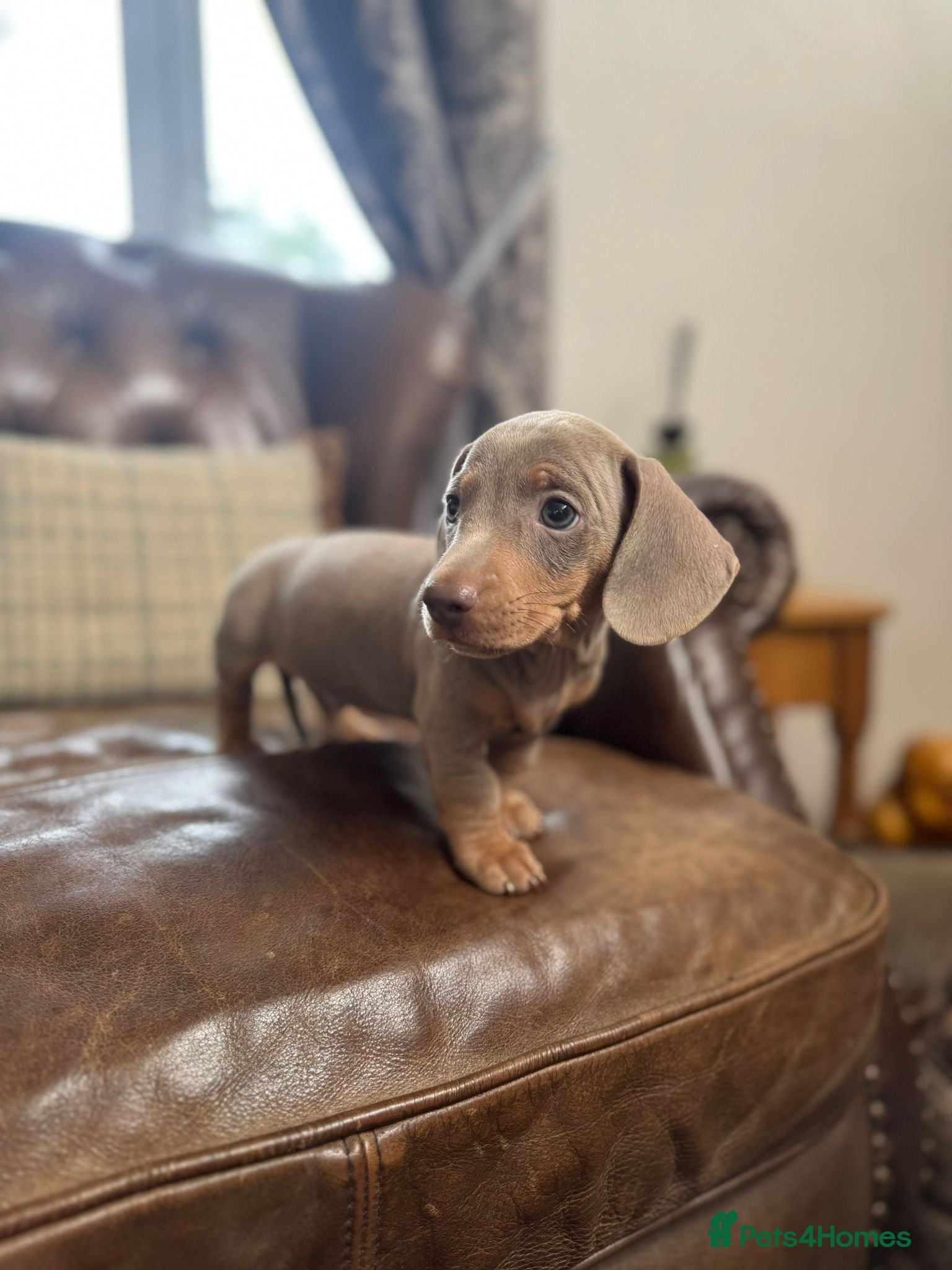 Miniature Dachshund dogs Miniature Dachshund Puppies - Advert 2