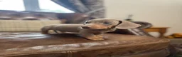 Miniature Dachshund dogs for sale: Miniature Dachshund Puppies - Advert 2