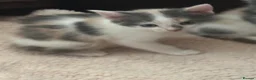 Domestic Shorthair cats for sale: Stunning kittens raised in a family home - Advert 3