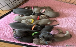 Frug dogs for sale: Frug puppies *only 2 left!* 🩵 - Image 3