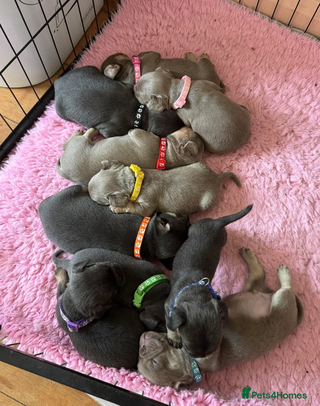 Frug dogs for sale: Frug puppies *only 2 left!* 🩵 - Image 3
