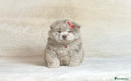 Chow Chow dogs for sale: Exotic colour pure chow chow puppies for sale - Image 12