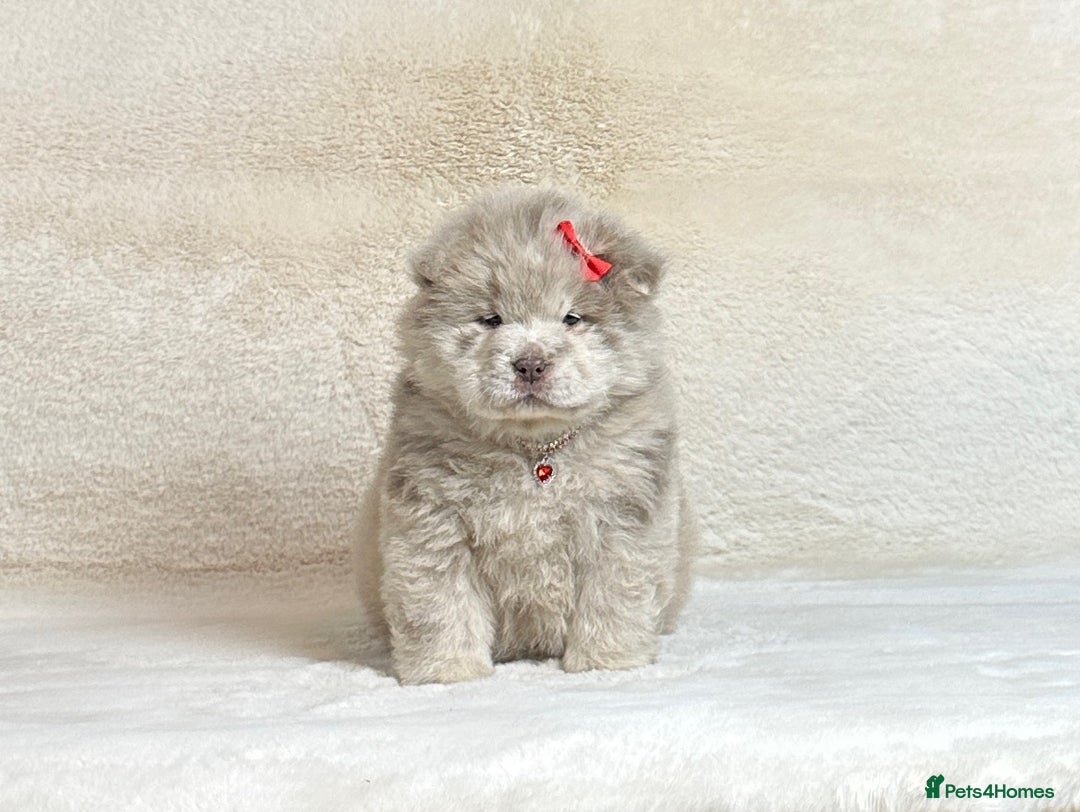 Chow Chow dogs for sale: Exotic colour pure chow chow puppies for sale - Image 12