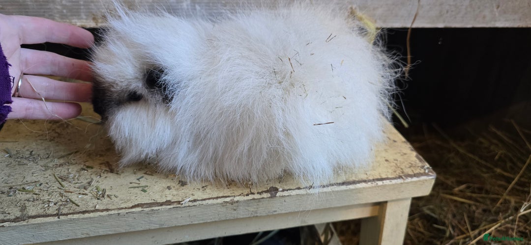 Guinea Pig rodents for sale: 2 pairs of sows available. - Advert 2