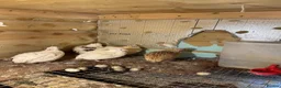 Mixed Breed birds for sale: Quals  - Advert 3