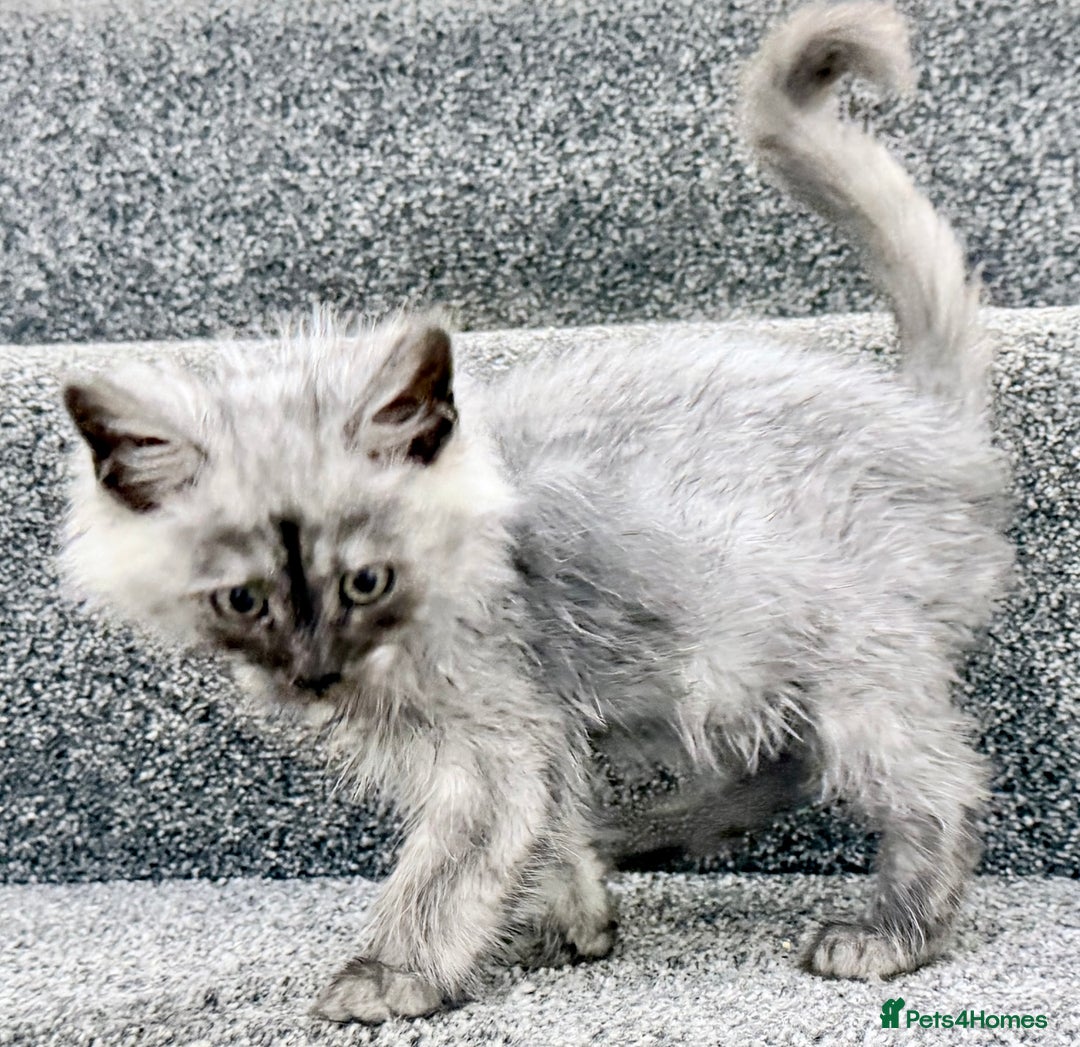 Maine Coon cats for sale: Maine coon kittens  - Advert 9