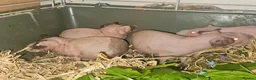 Guinea Pig rodents for sale: 4 male skinny pig boars - Advert 17