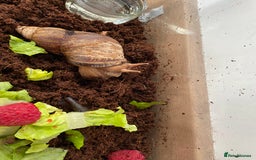 Snails invertebrates for sale: Giant African land snail - Image 2