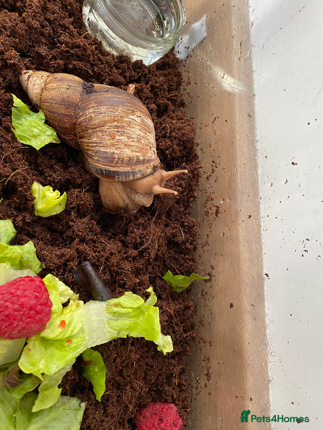 Snails invertebrates for sale: Giant African land snail - Image 2