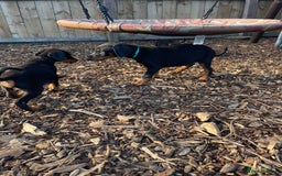 Dobermann dogs for sale: Doberman pups - Advert 22