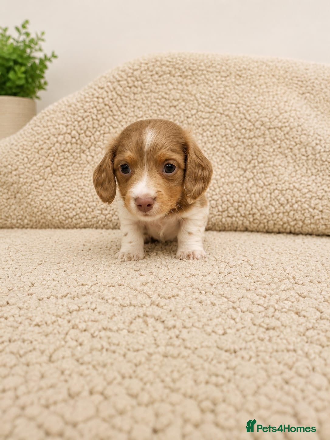 Miniature Dachshund dogs Long haired 🐶 fluffy 🐾 miniature dachshund pups - Advert 1