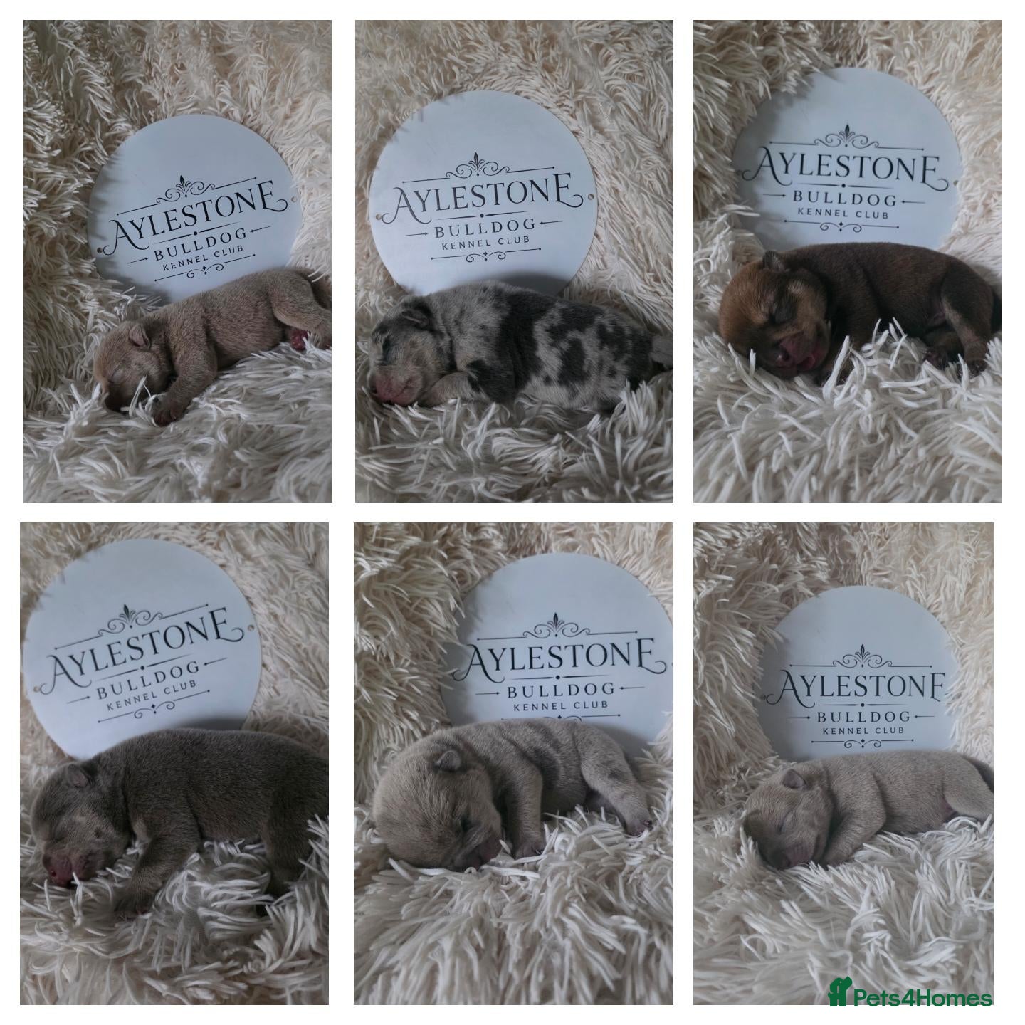 Old Tyme Bulldog dogs Stunning Litter of Old Tyme (Aylestone) Bulldogs - Advert 12