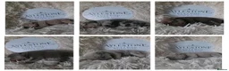 Old Tyme Bulldog dogs for sale: Stunning Litter of Old Tyme (Aylestone) Bulldogs - Advert 1