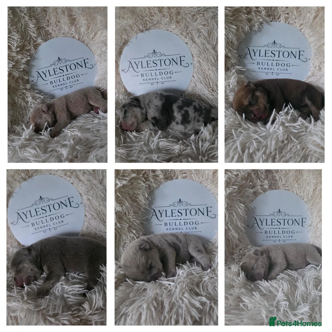 Old Tyme Bulldog dogs for sale: Stunning Litter of Old Tyme (Aylestone) Bulldogs - Advert 1