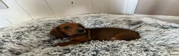 Miniature Dachshund dogs for sale: Miniature dachshund puppies - Advert 27