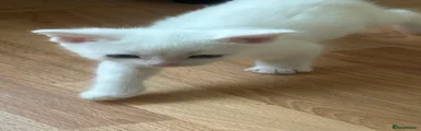 White Ragdoll short hair 