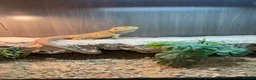Bearded Dragon reptiles for sale: Female bearded dragon for sale  in Liverpool - Advert 4
