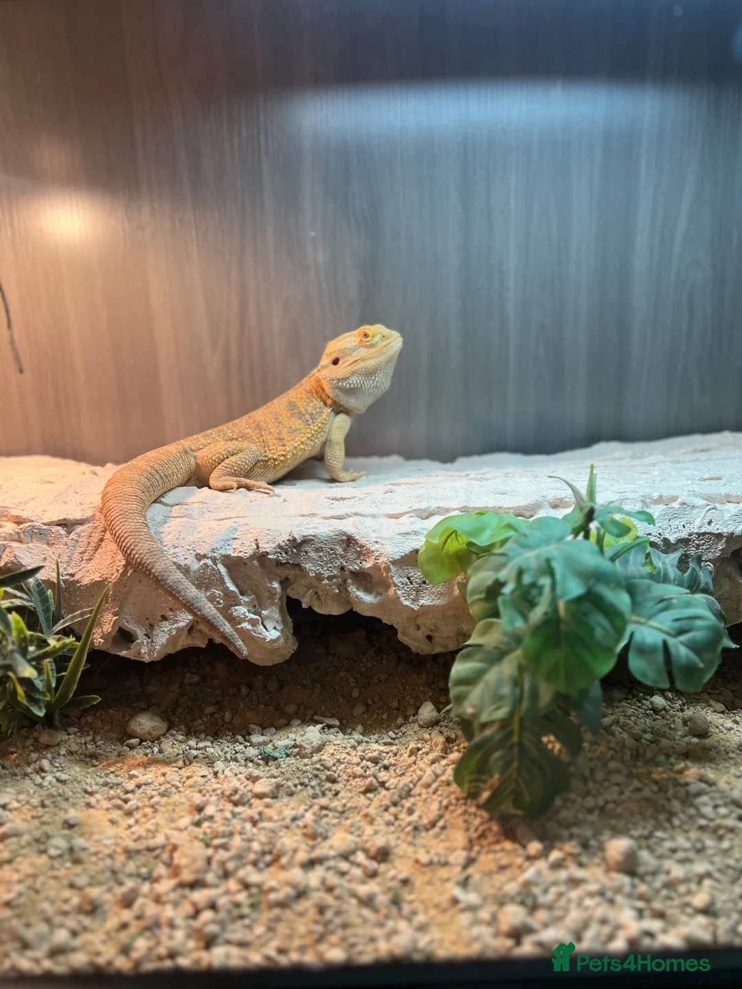 Bearded Dragon reptiles for sale: Female bearded dragon for sale  in Liverpool - Advert 4